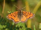  Spotted Fritillary (?) 